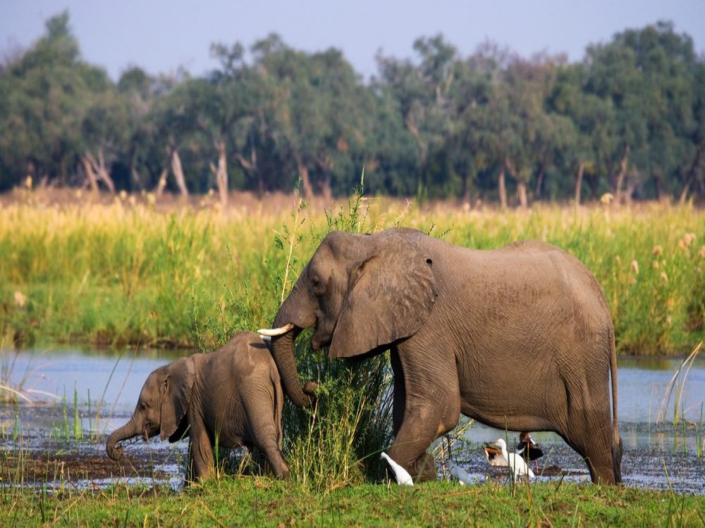 Lower Zambezi National Park