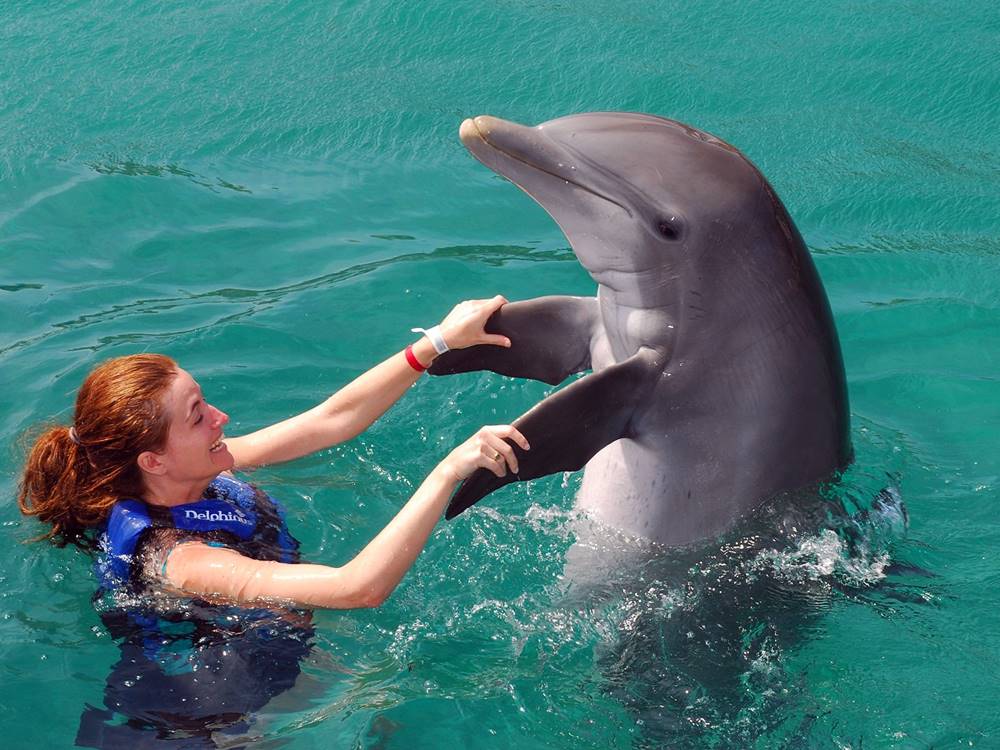 Antalya Swim With Dolphins