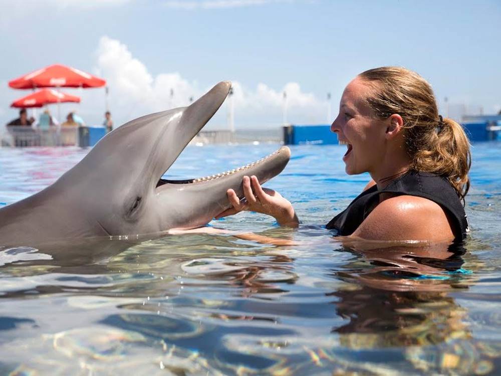 Antalya Swim With Dolphins