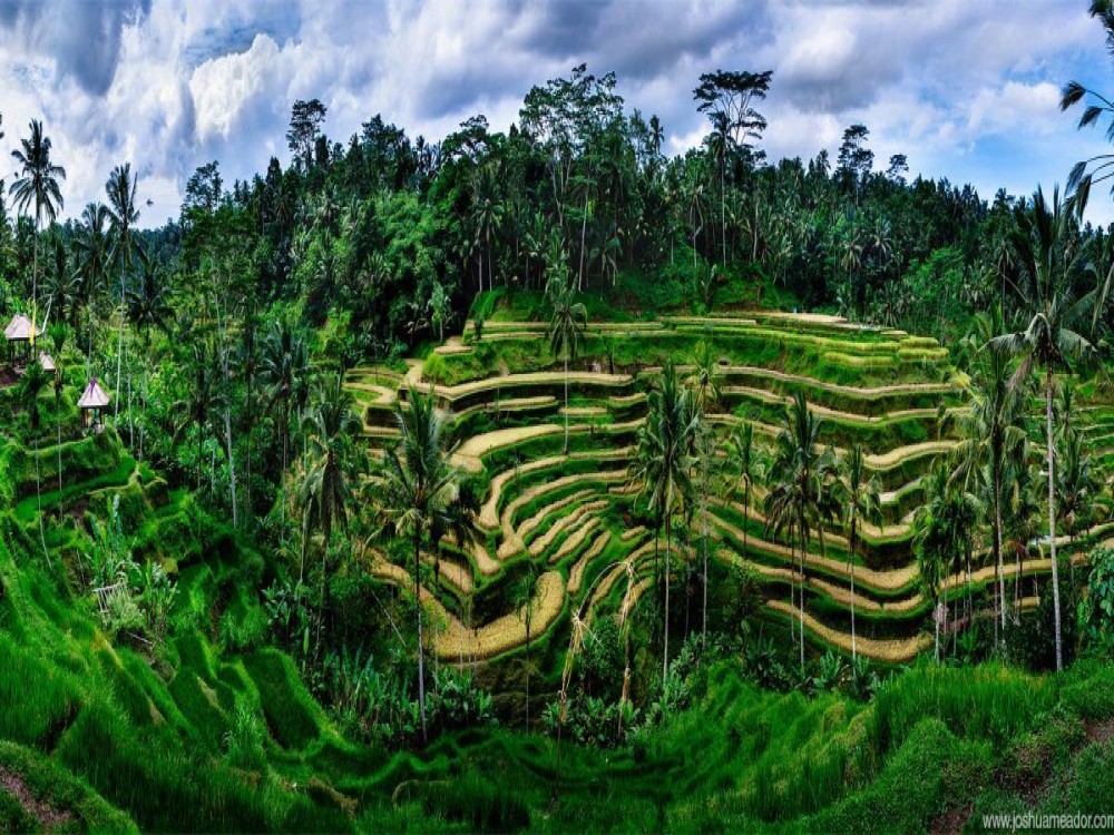 Tegalalang Rice Terrace