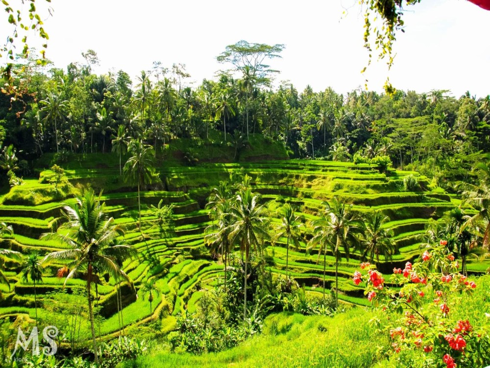 Tegalalang Rice Terrace