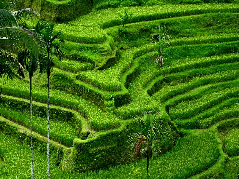 Tegalalang Rice Terrace