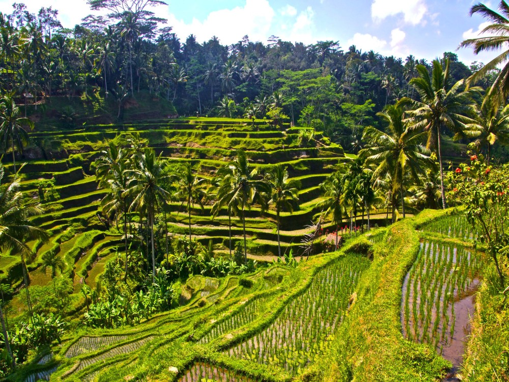 Tegalalang Rice Terrace