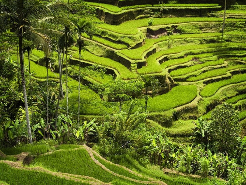 Tegalalang Rice Terrace