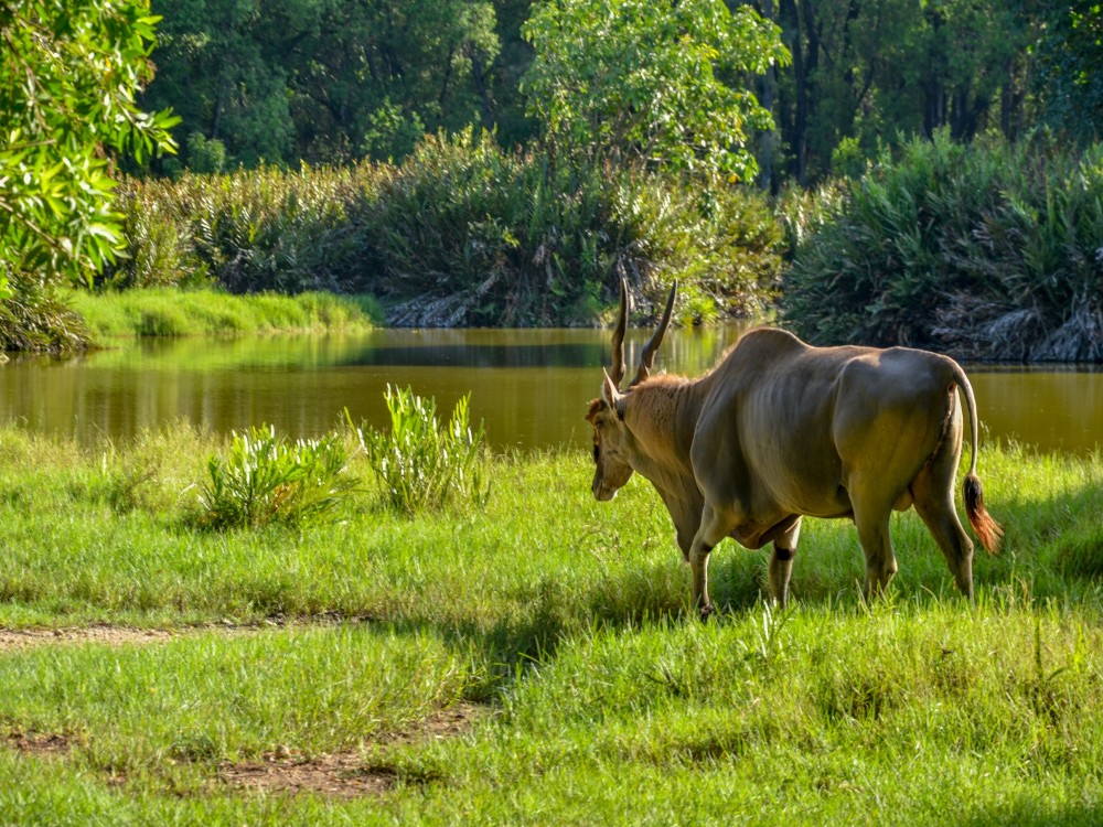 Haller Park