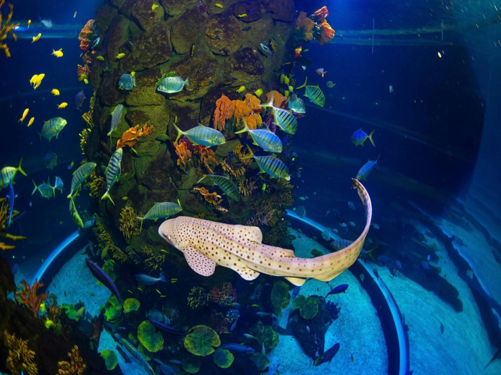 Poema del Mar Aquarium