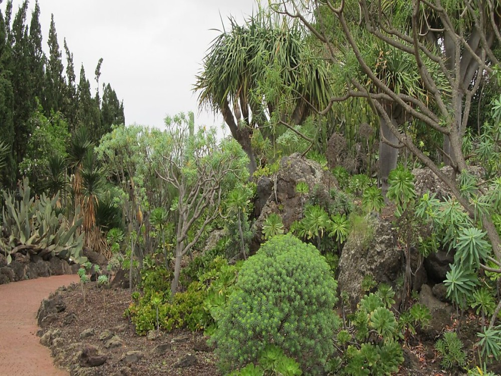 Jardín Botánico Canario Viera y Clavijo
