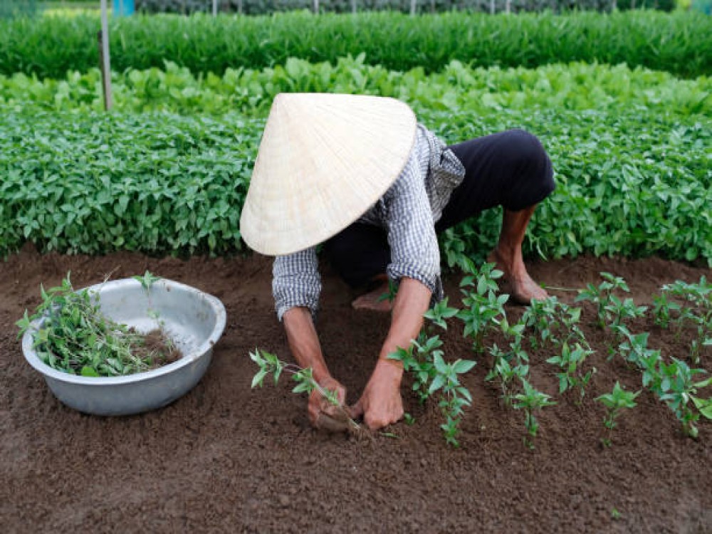 Tra Que Vegetable Village