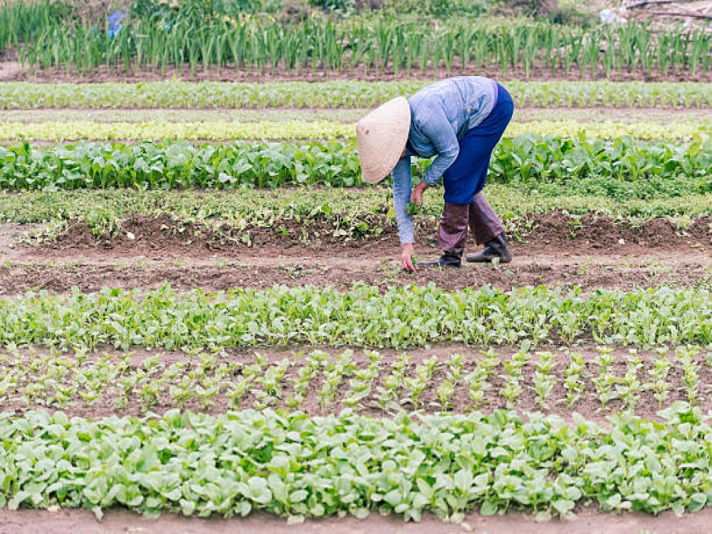 Tra Que Vegetable Village