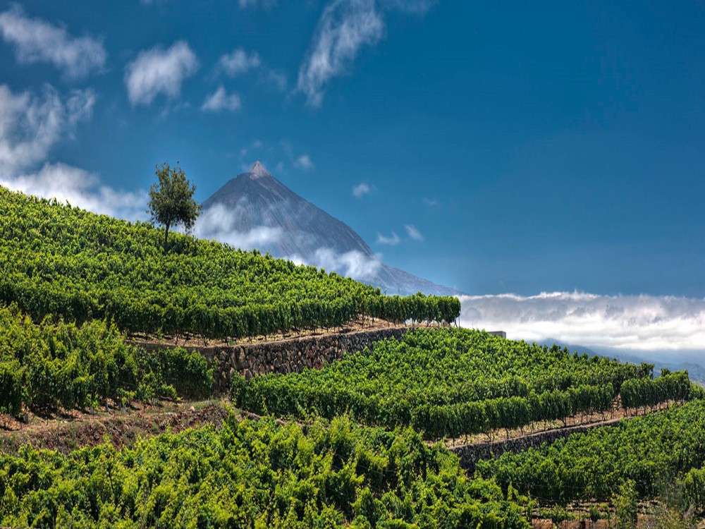Monje Winery