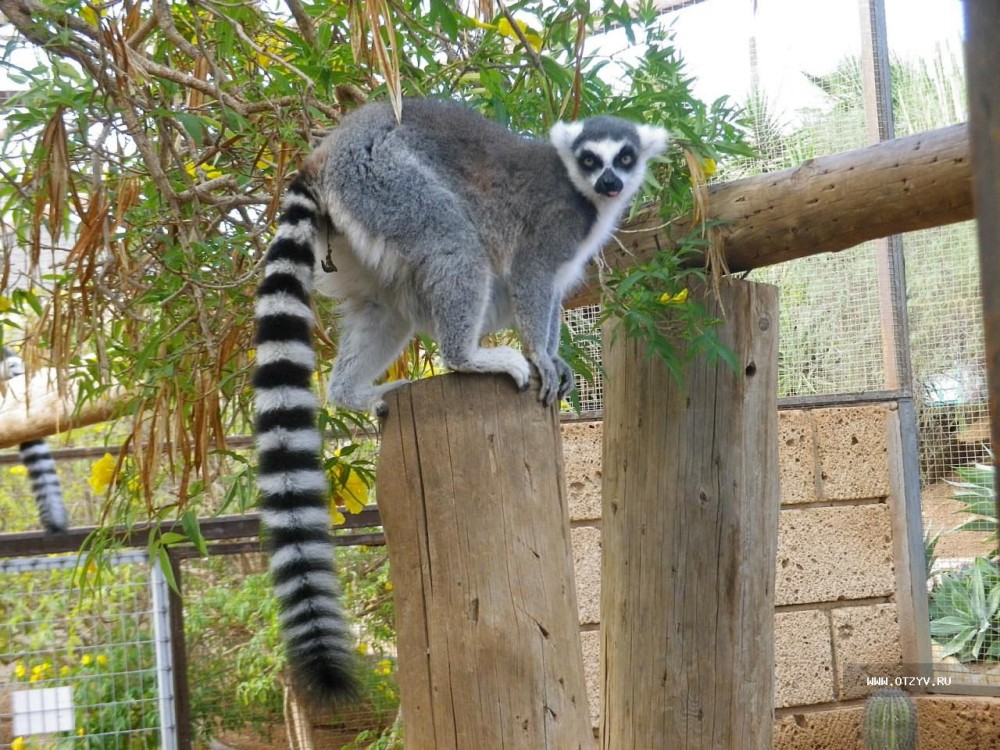 Monkey Park Tenerife