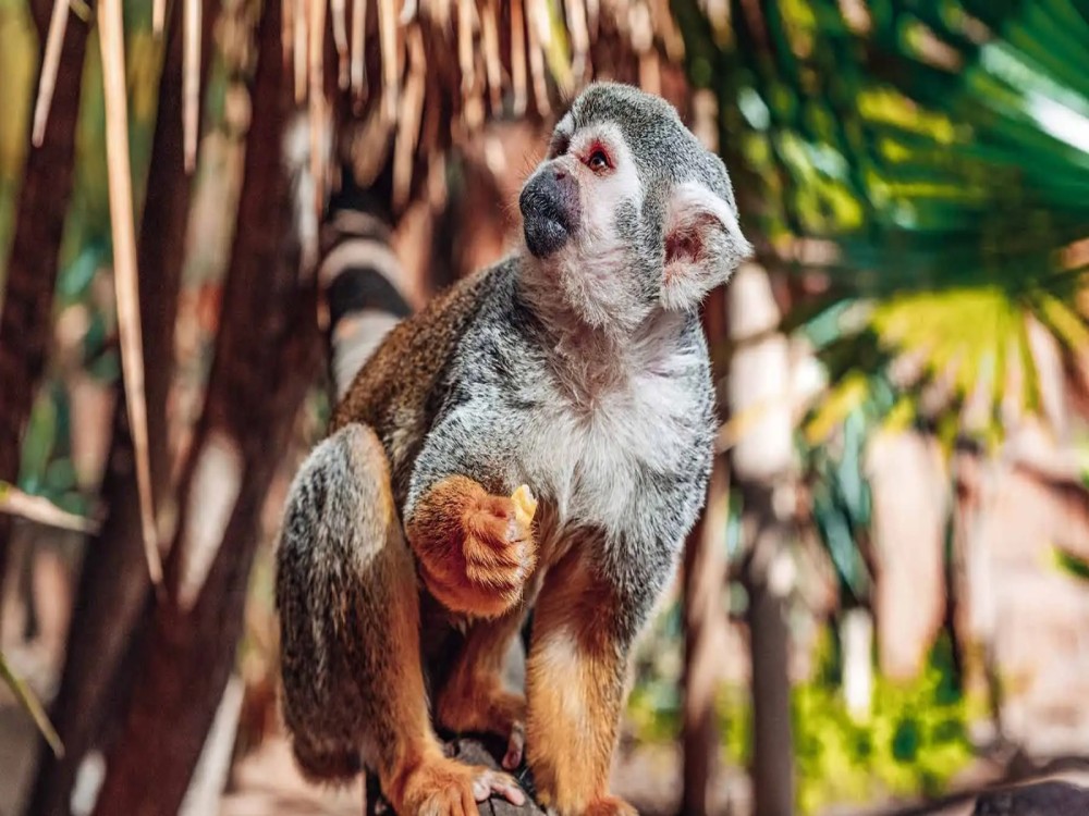 Monkey Park Tenerife
