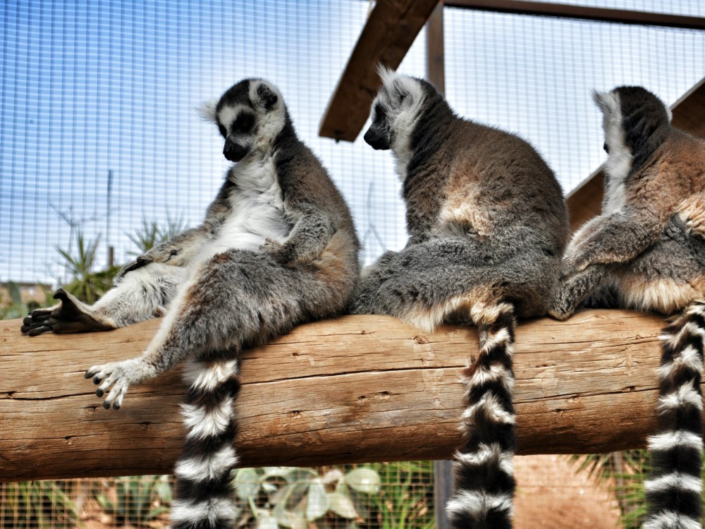 Monkey Park Tenerife