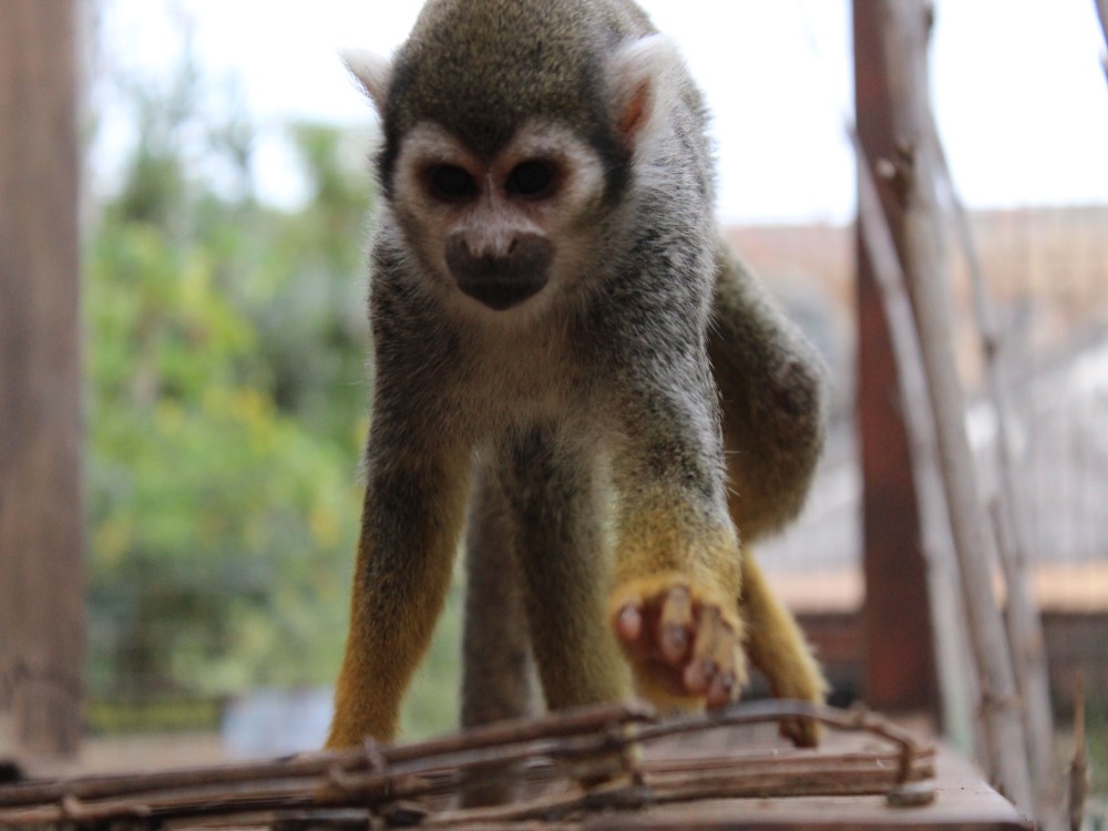 Monkey Park Tenerife