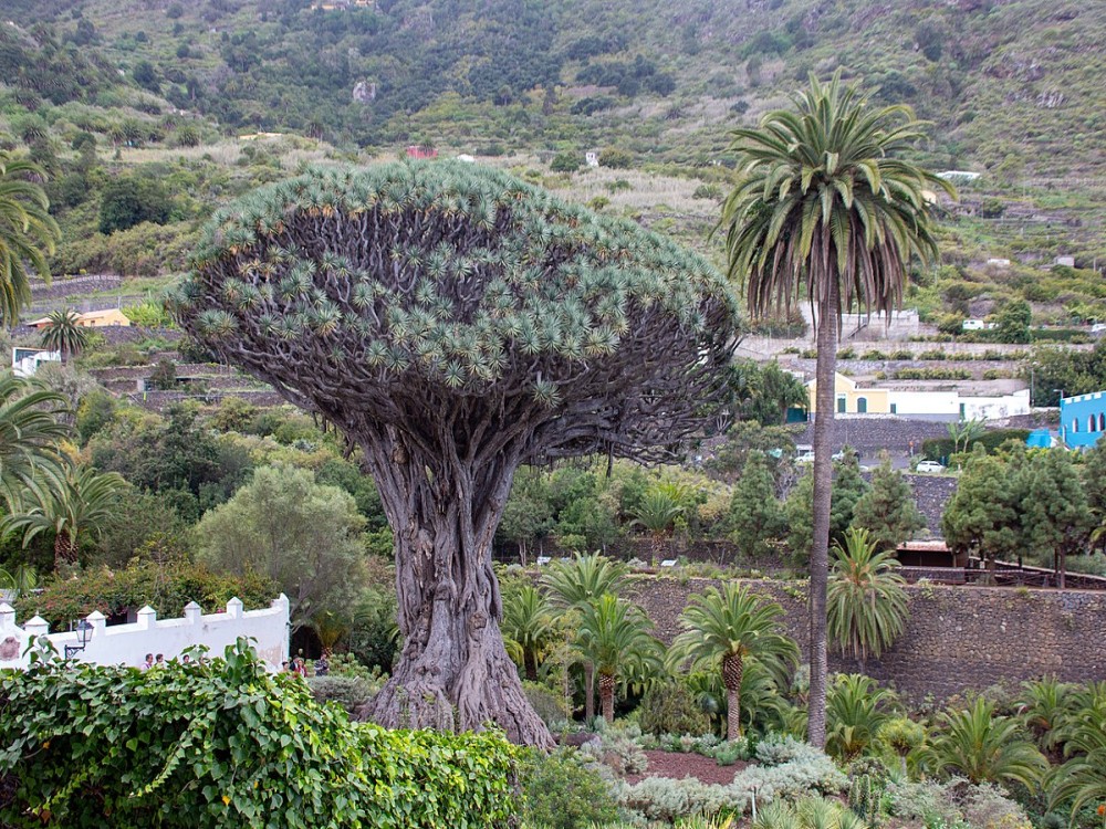 Drago Park