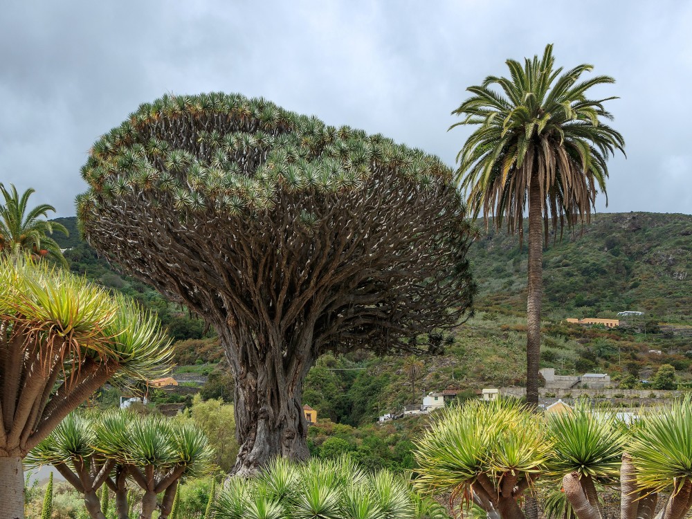 Drago Park