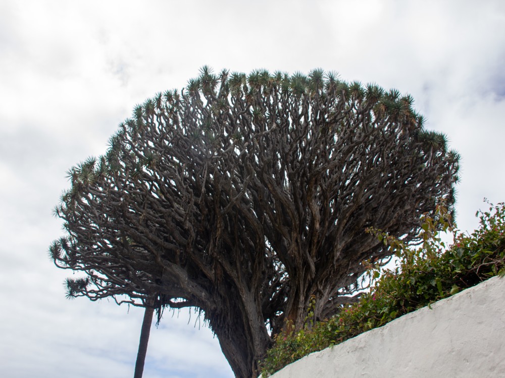 Drago Park