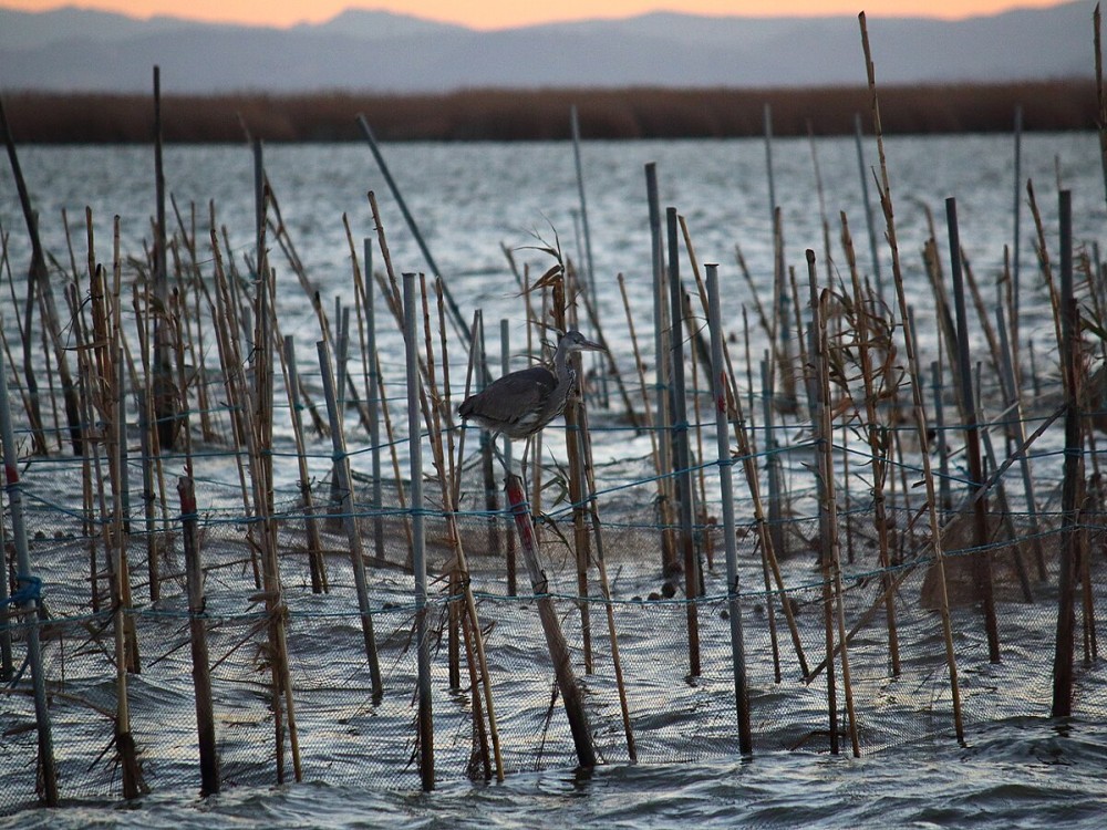 Albufera Natural Park 