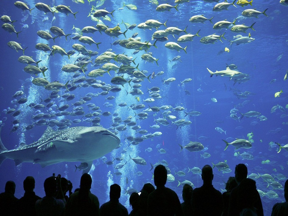 Fakieh Aquarium