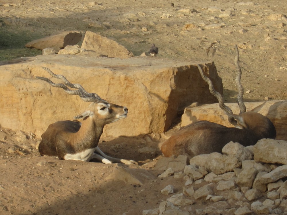 Riyadh Zoo