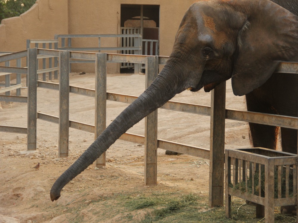 Riyadh Zoo