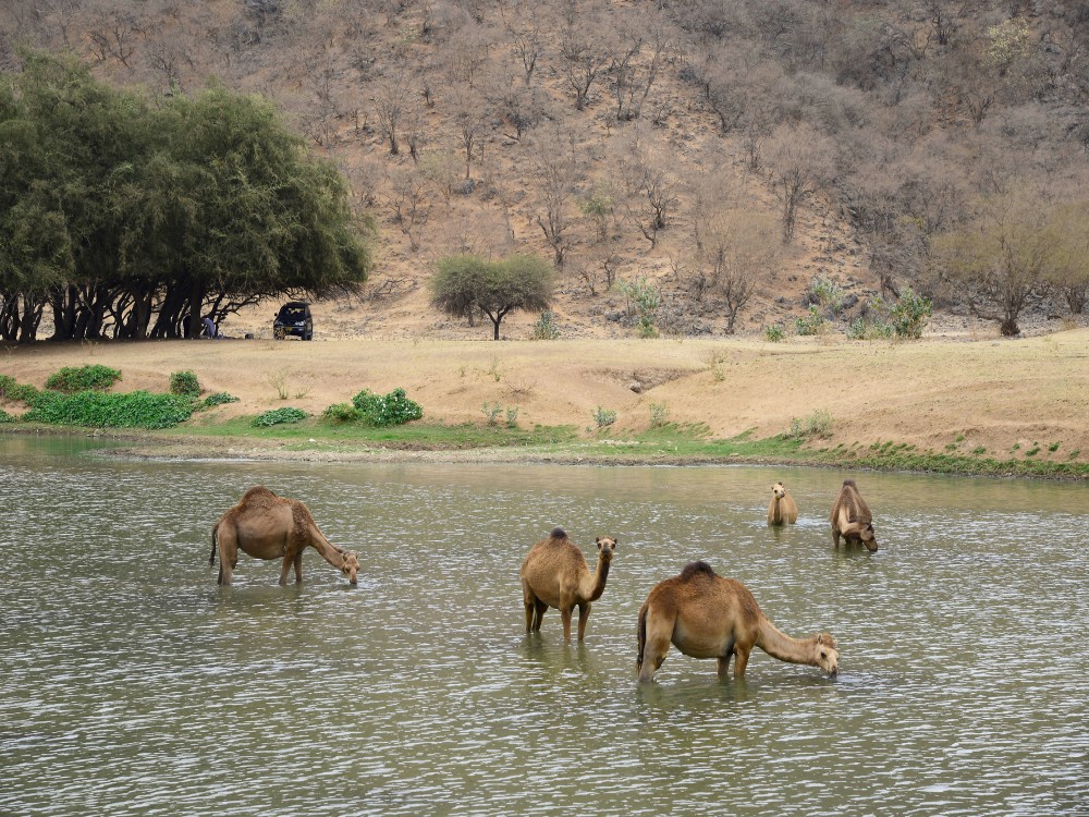 Wadi Darbat