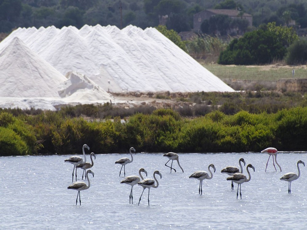 Ses Selines Natural Park (Parque Natural de Ses Salines)