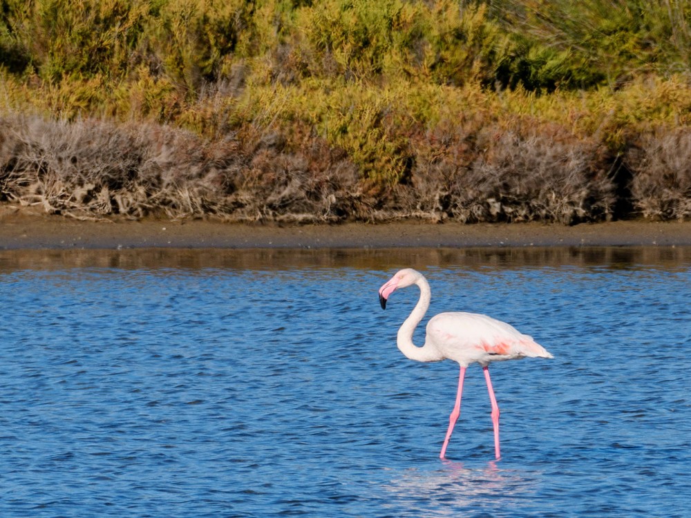 Ses Selines Natural Park (Parque Natural de Ses Salines)