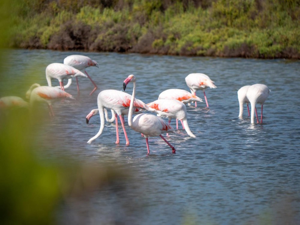 Ses Selines Natural Park (Parque Natural de Ses Salines)