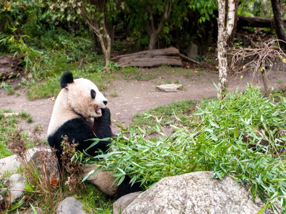 Schönbrunn Zoo