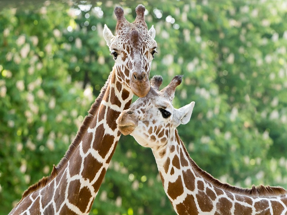 Schönbrunn Zoo