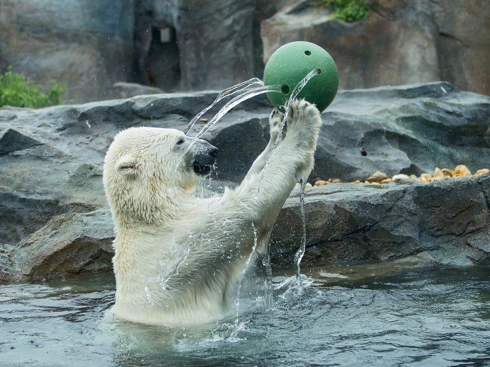 Schönbrunn Zoo