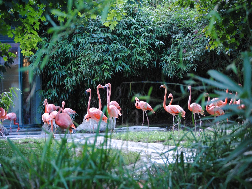 Schönbrunn Zoo