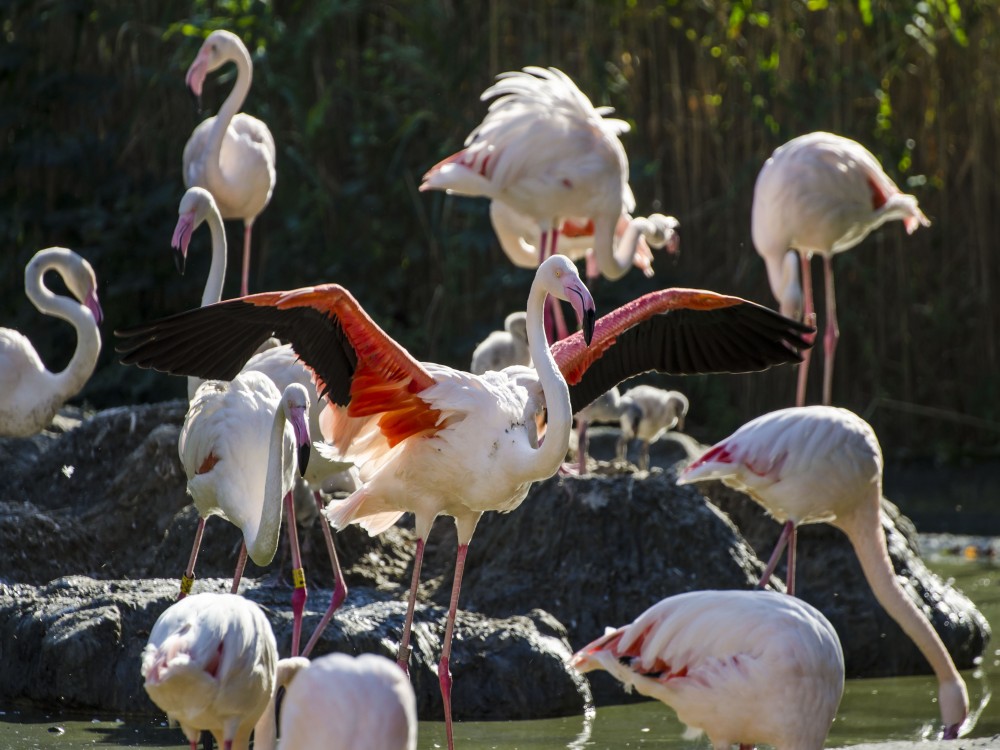 Schönbrunn Zoo