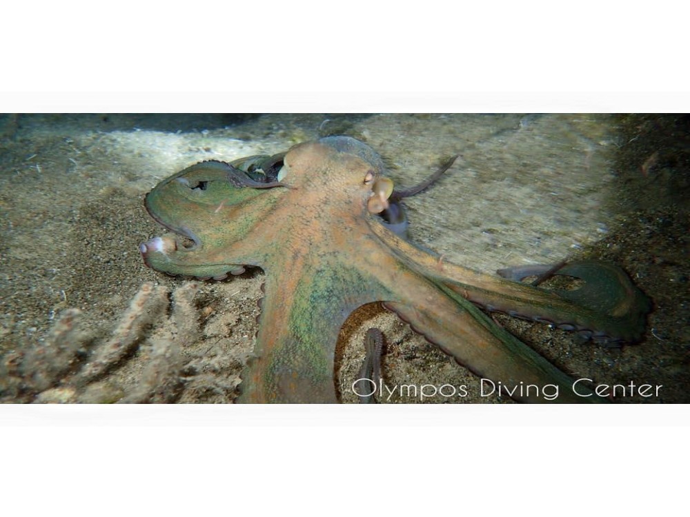 Olympos Diving Center