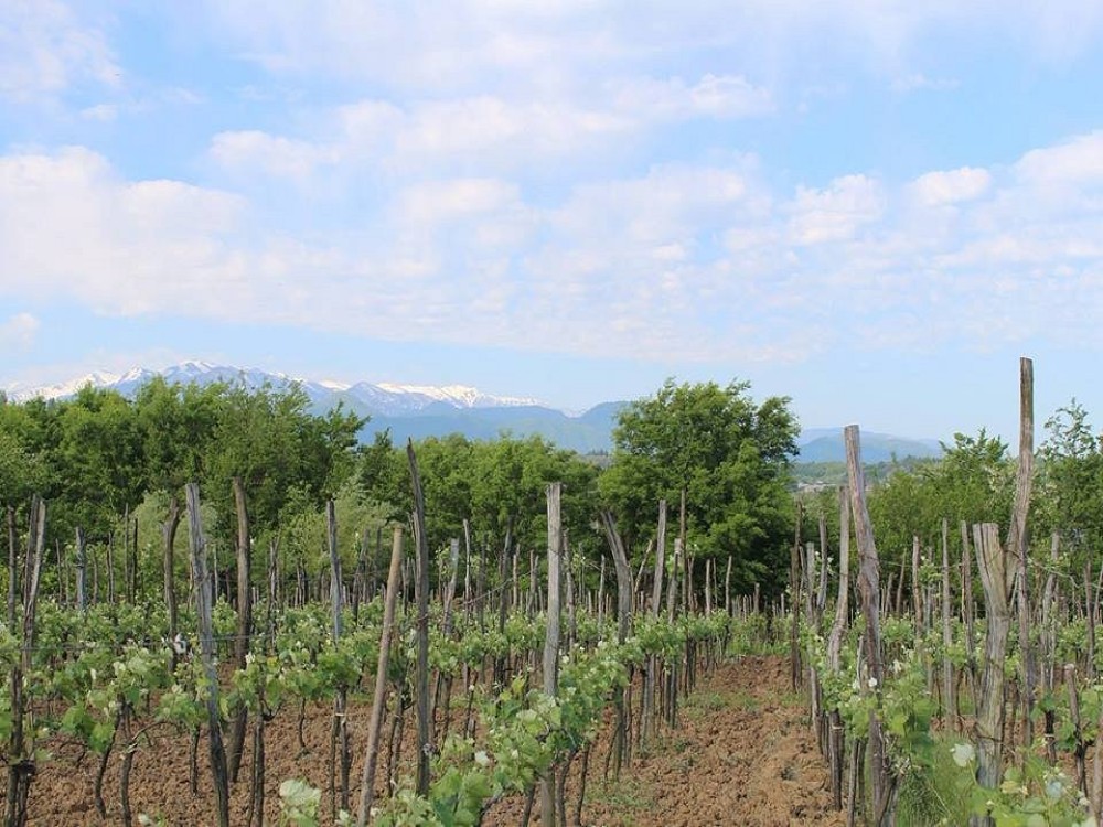 Baia's Wine
