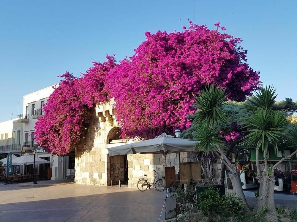 Bodrum Kos Day Trip