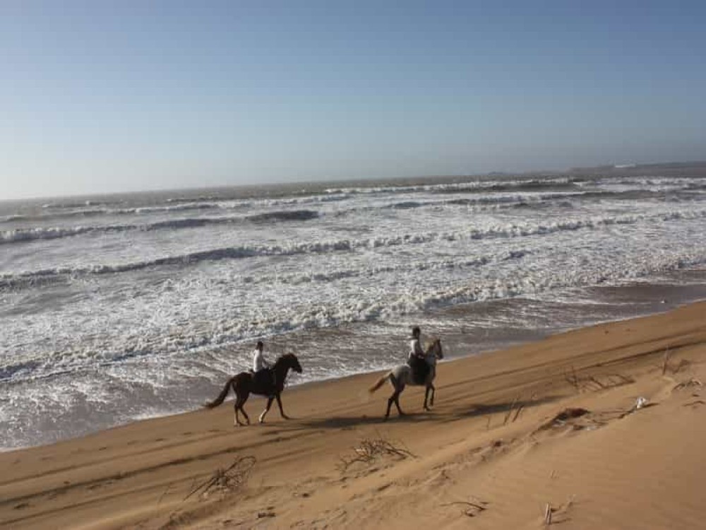 Cheval Essaouira