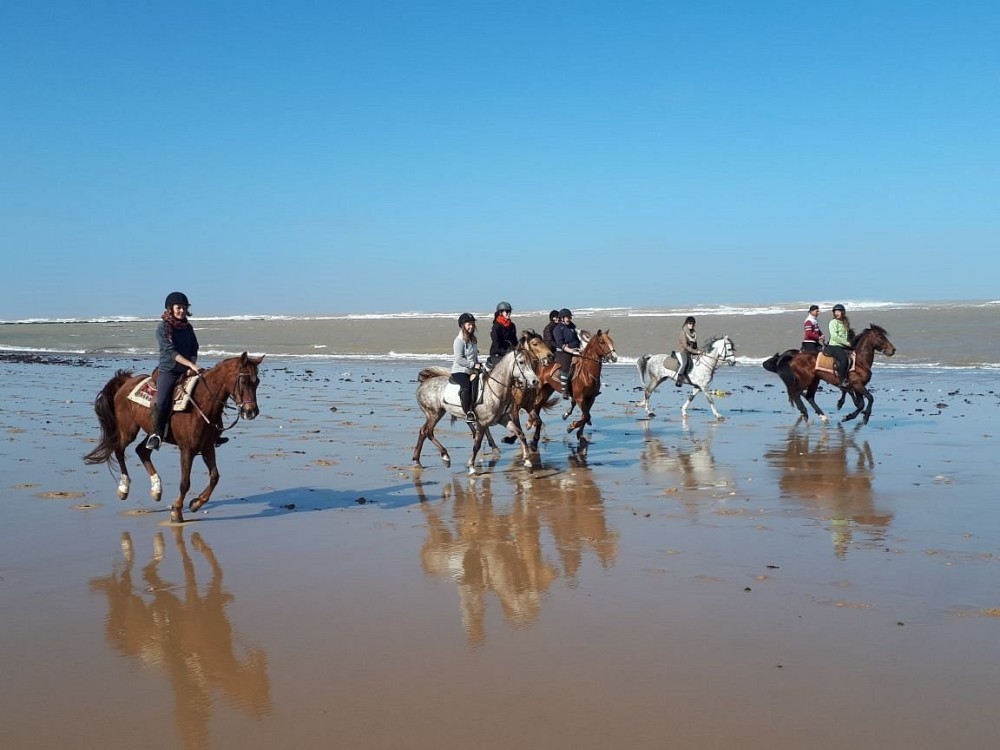 Cheval Essaouira