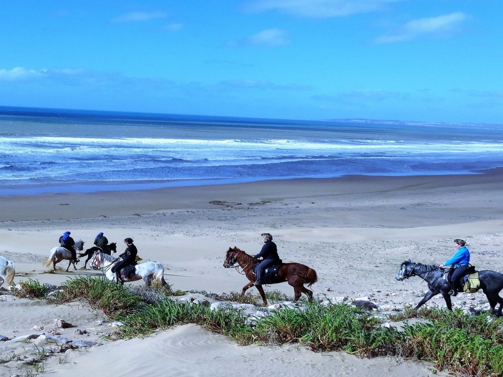 Cheval Essaouira