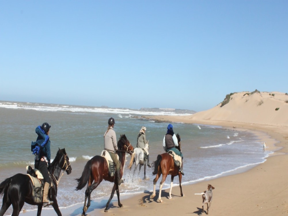 Cheval Essaouira