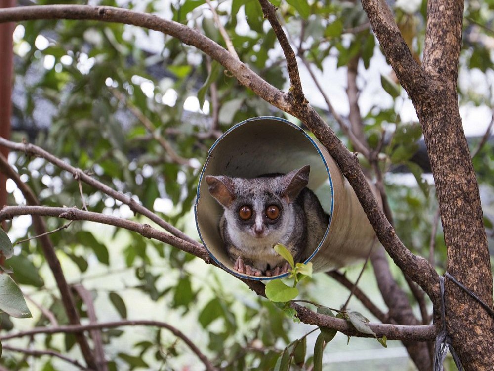 CARACAL Biodiversity Center