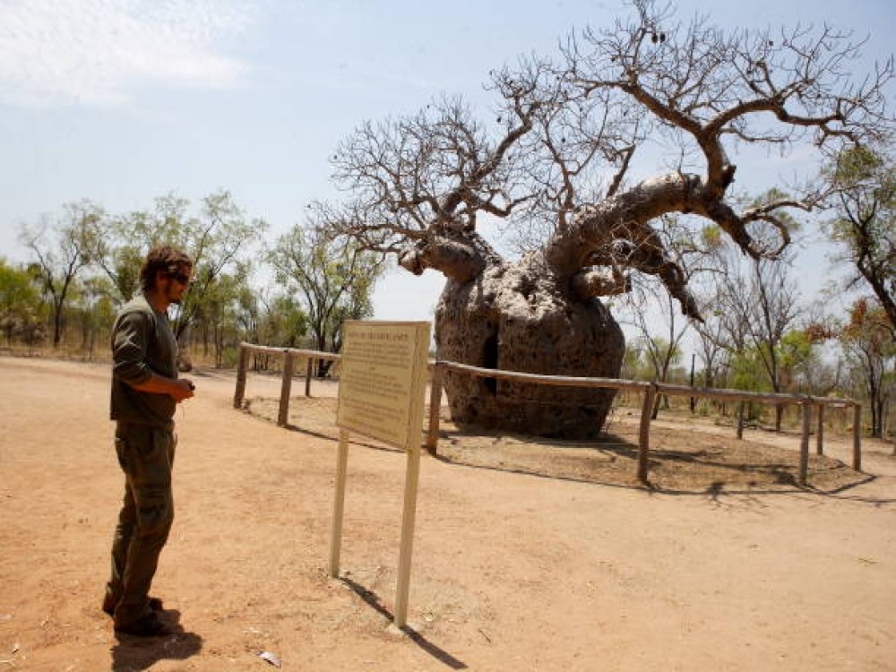 Boab Prison Tree