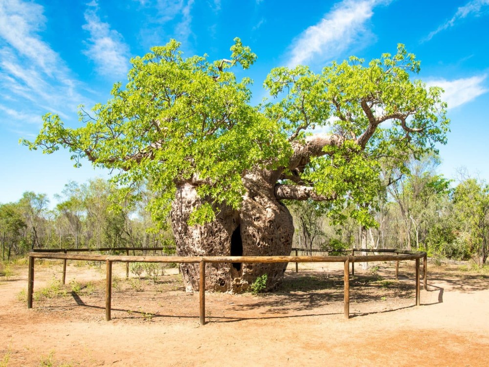 Boab Prison Tree