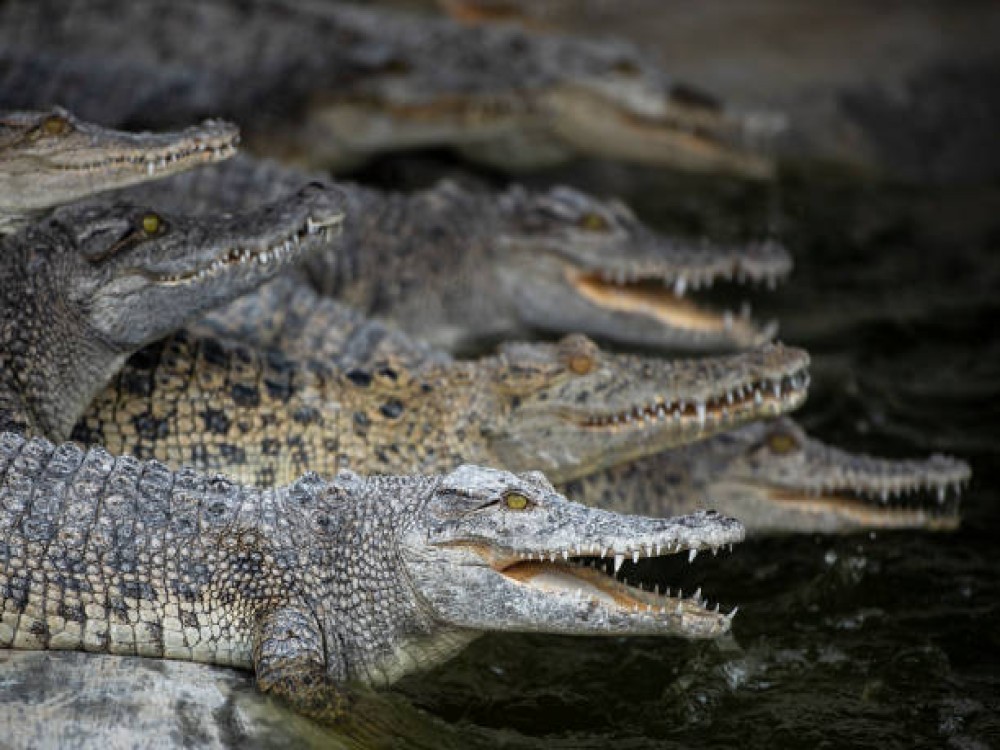 Chobe Crocodile Farm