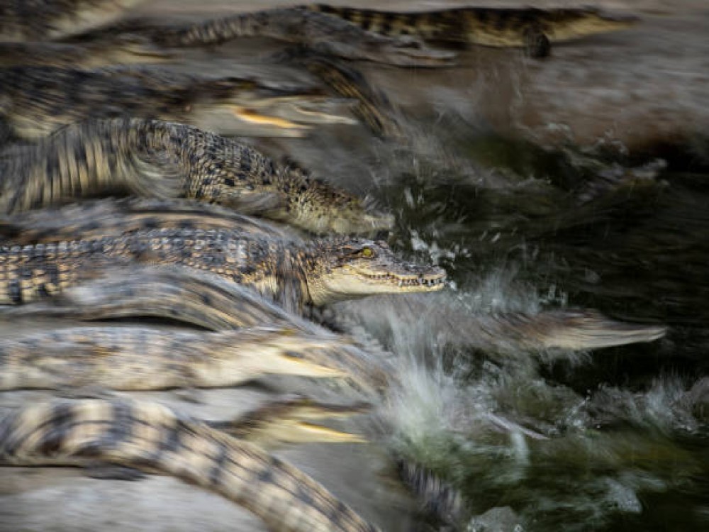 Chobe Crocodile Farm