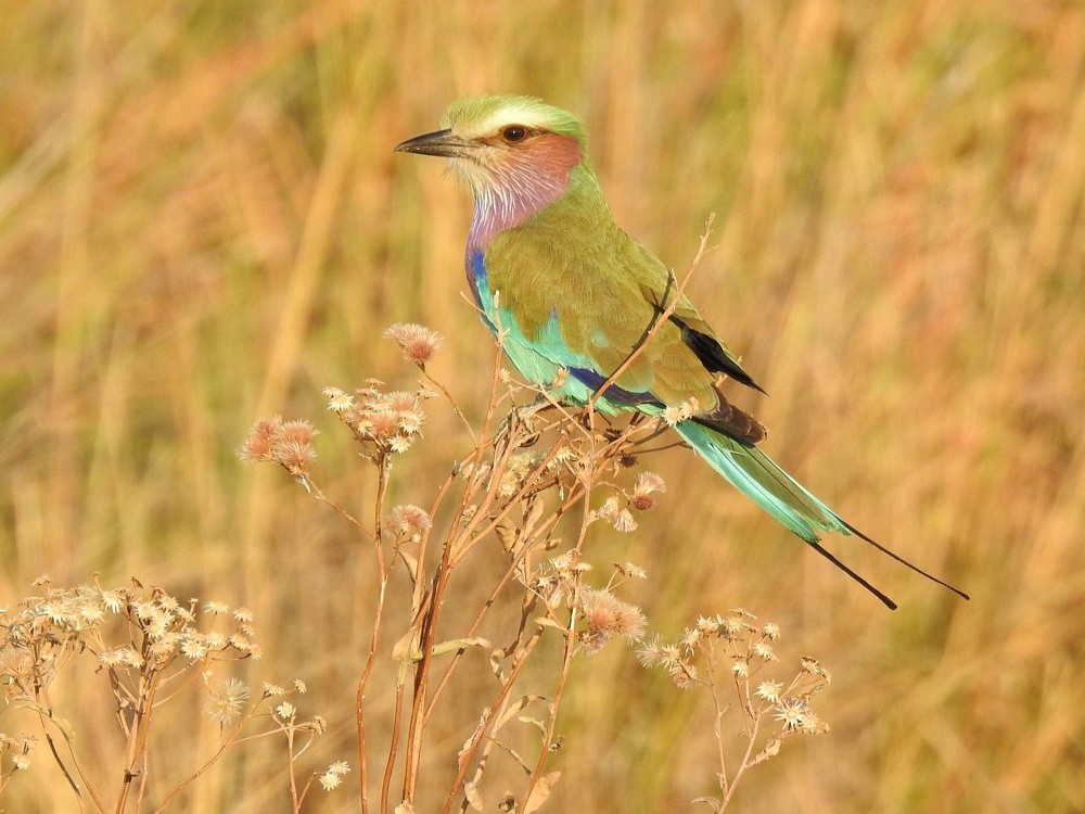 African Bush Lovers Travel & Tours Safaris