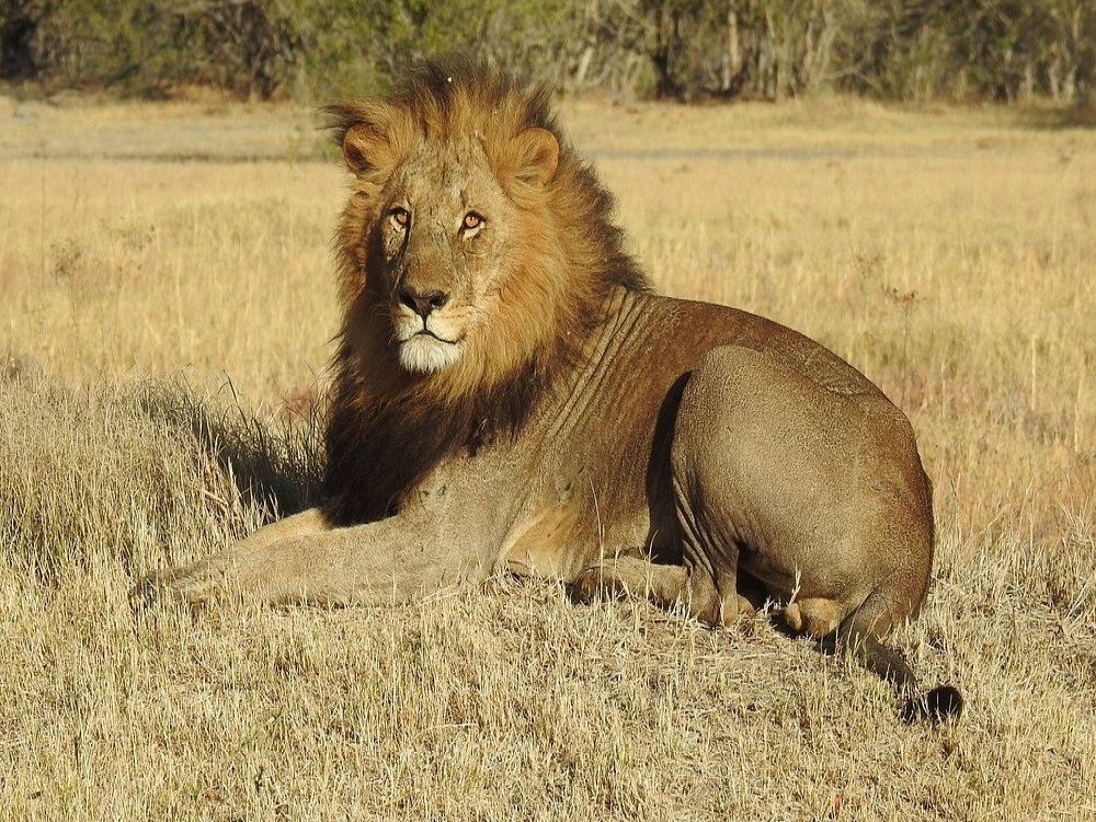 African Bush Lovers Travel & Tours Safaris