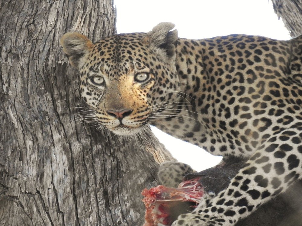 African Bush Lovers Travel & Tours Safaris