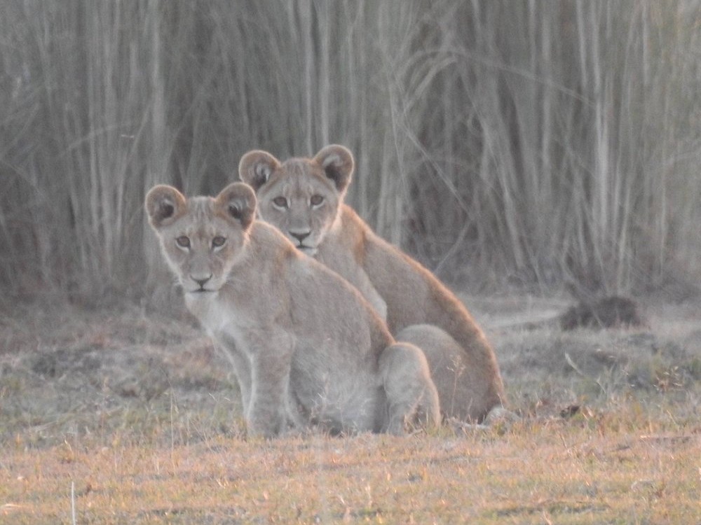 African Bush Lovers Travel & Tours Safaris